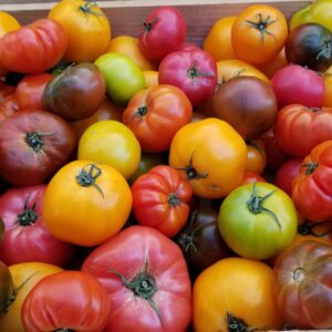 Slicing Tomatoes 1 lb