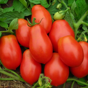 Roma Tomatoes 1 pound