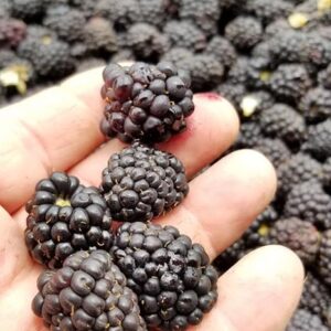 Blackberries 1/2 pint