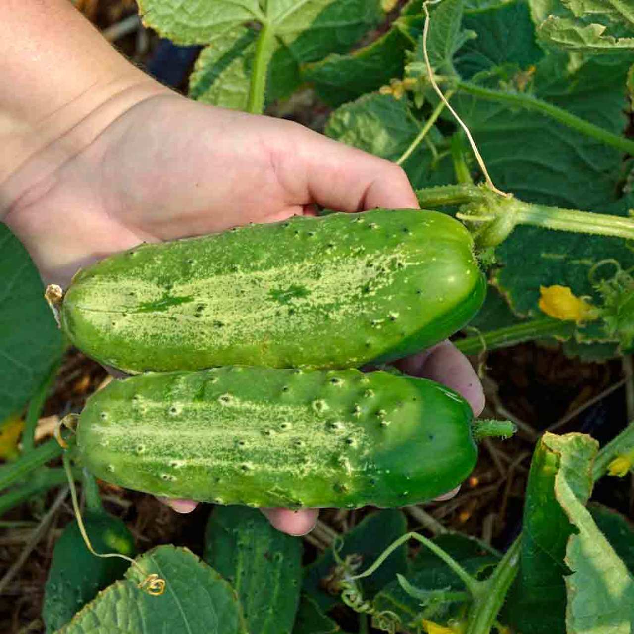 Pickling Cucumbers 1 lb – 5G Farm